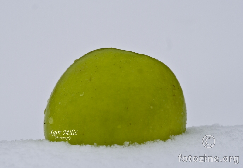 jabuka u snijegu