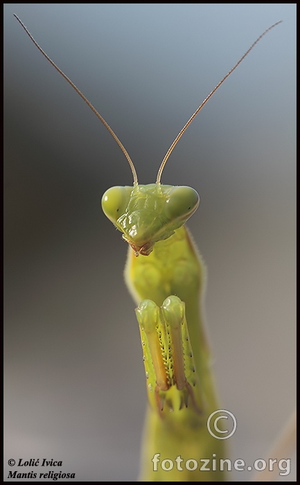 Bogomoljka (mantis religiosa)