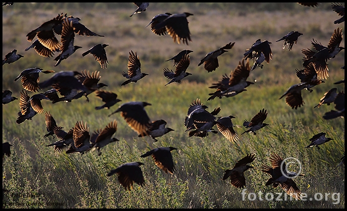 Vrana (Corvus corone cornix)