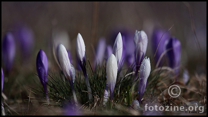 Šafran-(crocus sativus)
