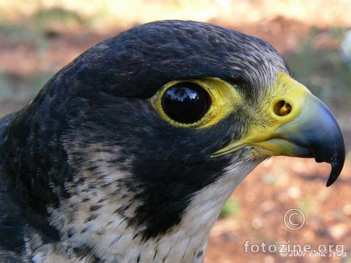 Sivi sokol (falco peregrinus)