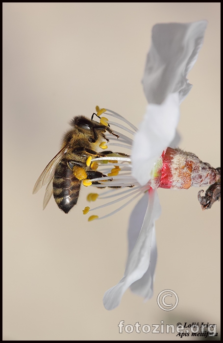 Pčela (apis mellifera)