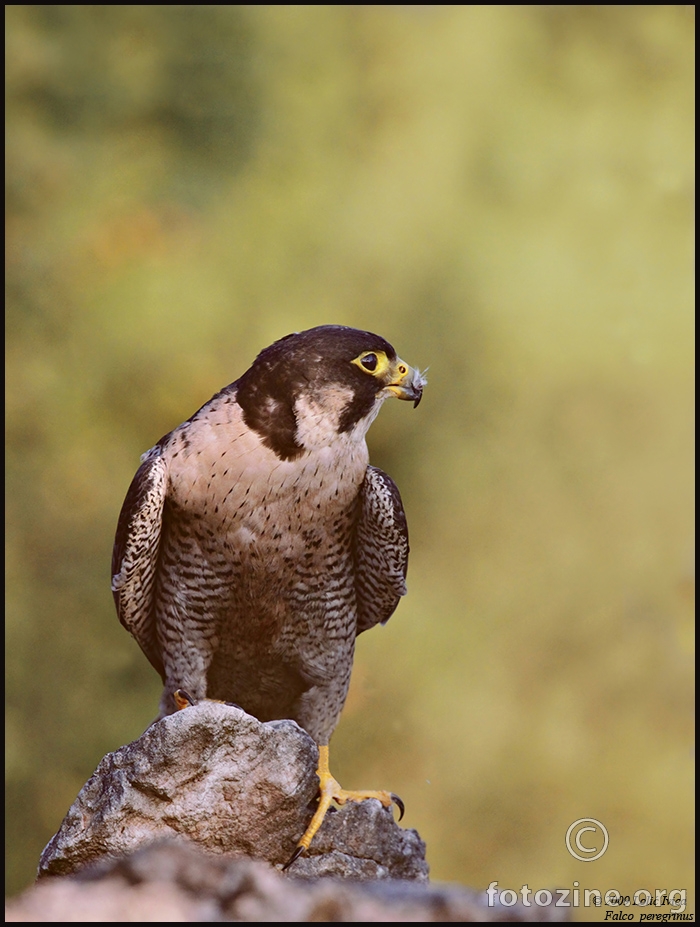 Sivi sokol (falco peregrinus)