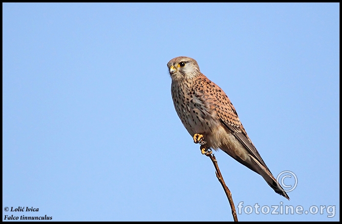 Vjetruša (Falco tinnunculus)