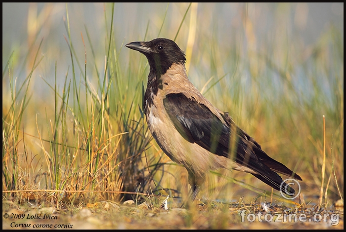 Siva vrana (corvus corone cornix)