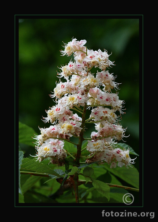 Aesculus hippocastanum