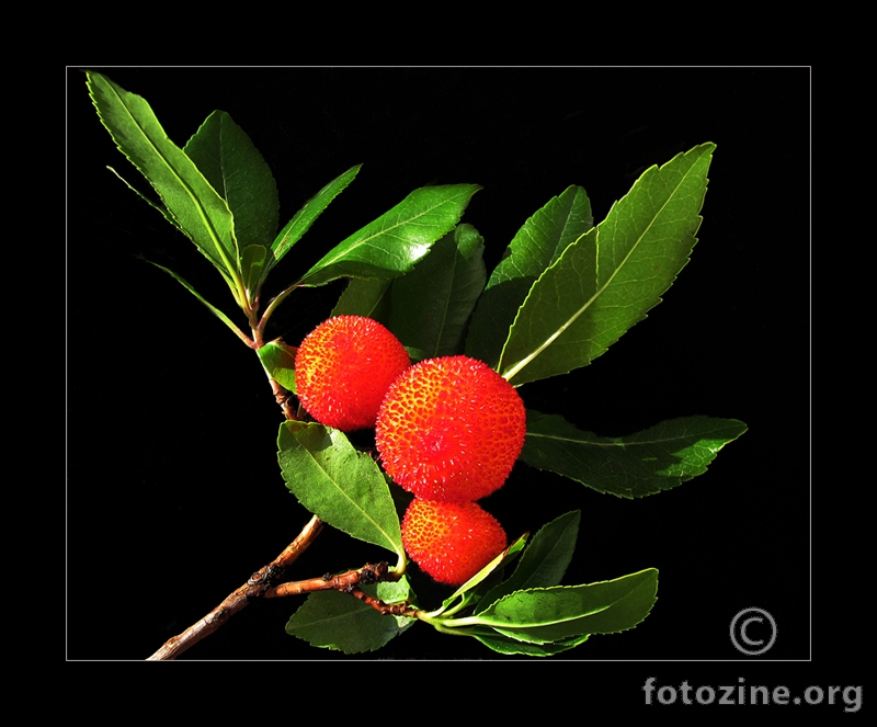 Arbutus unedo