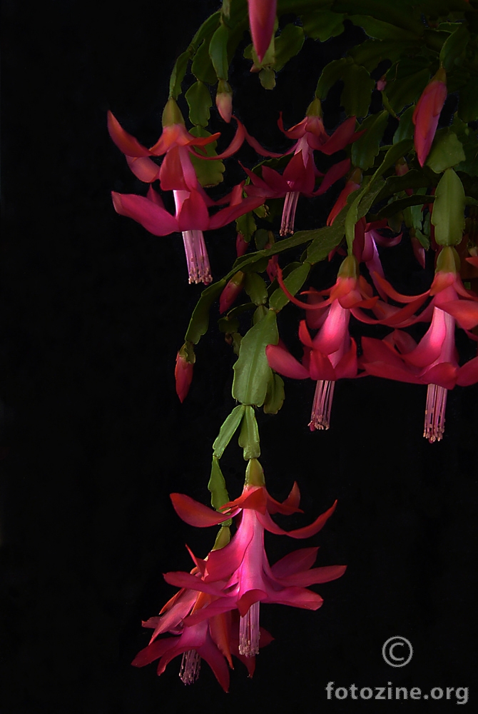 Christmas Cactus