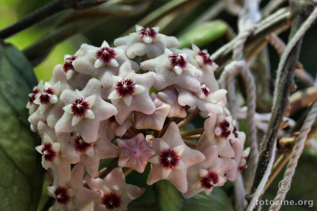 Hoya carnosa