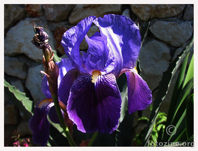 Iris germanica