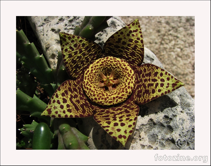 Stapelia variegata