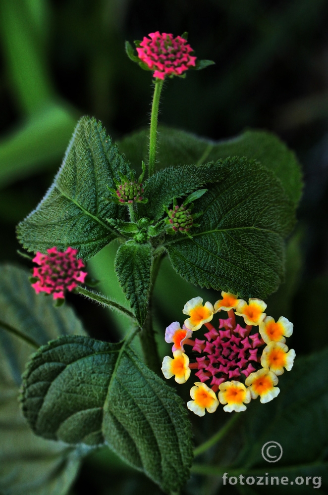 lantana