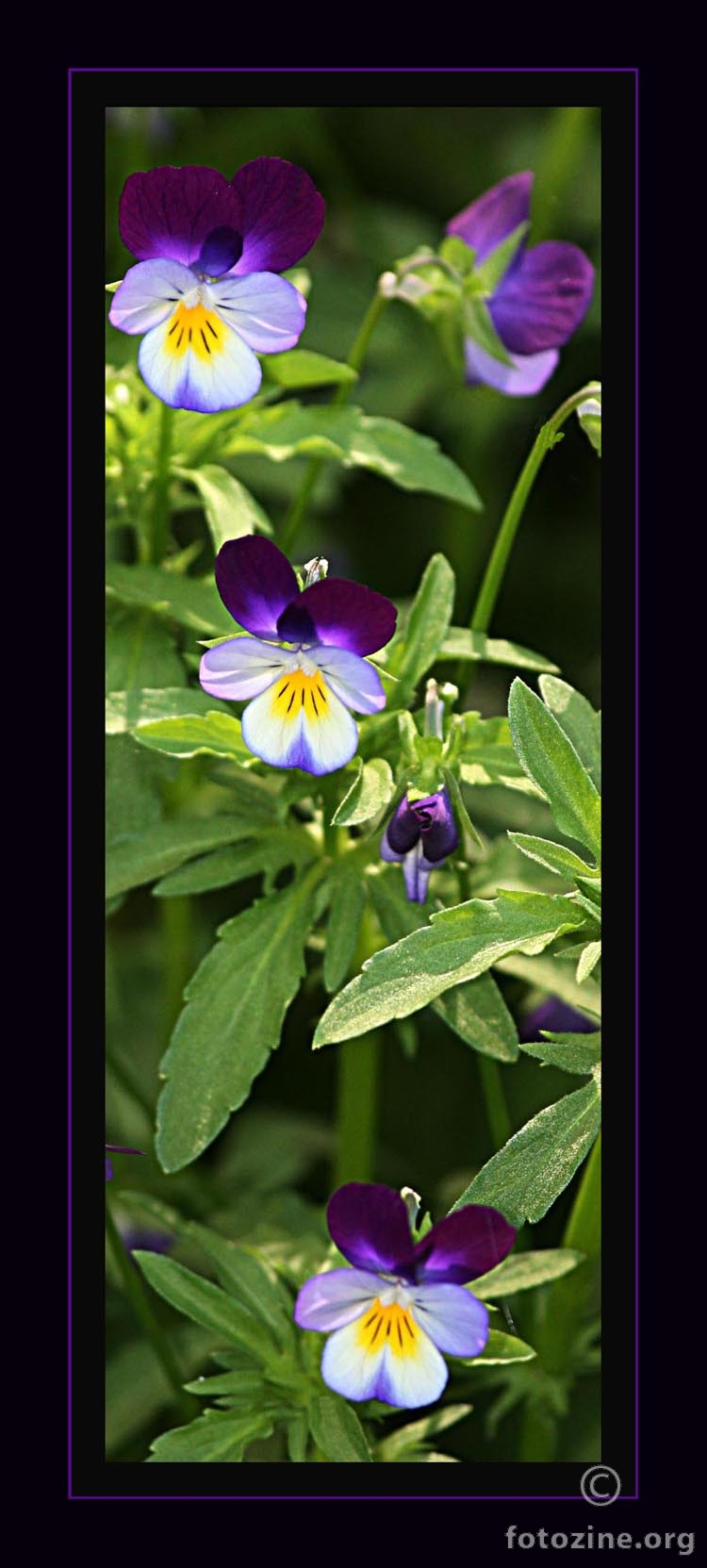 violet´s