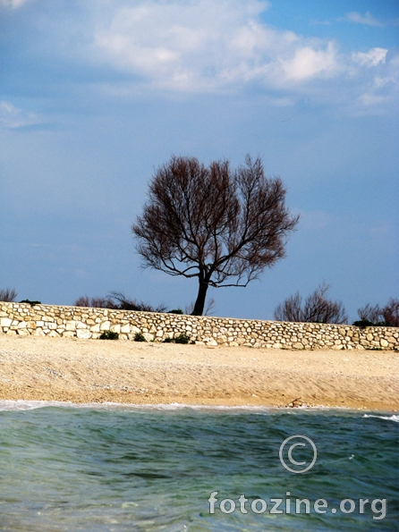 stablo na plaži u proljeće