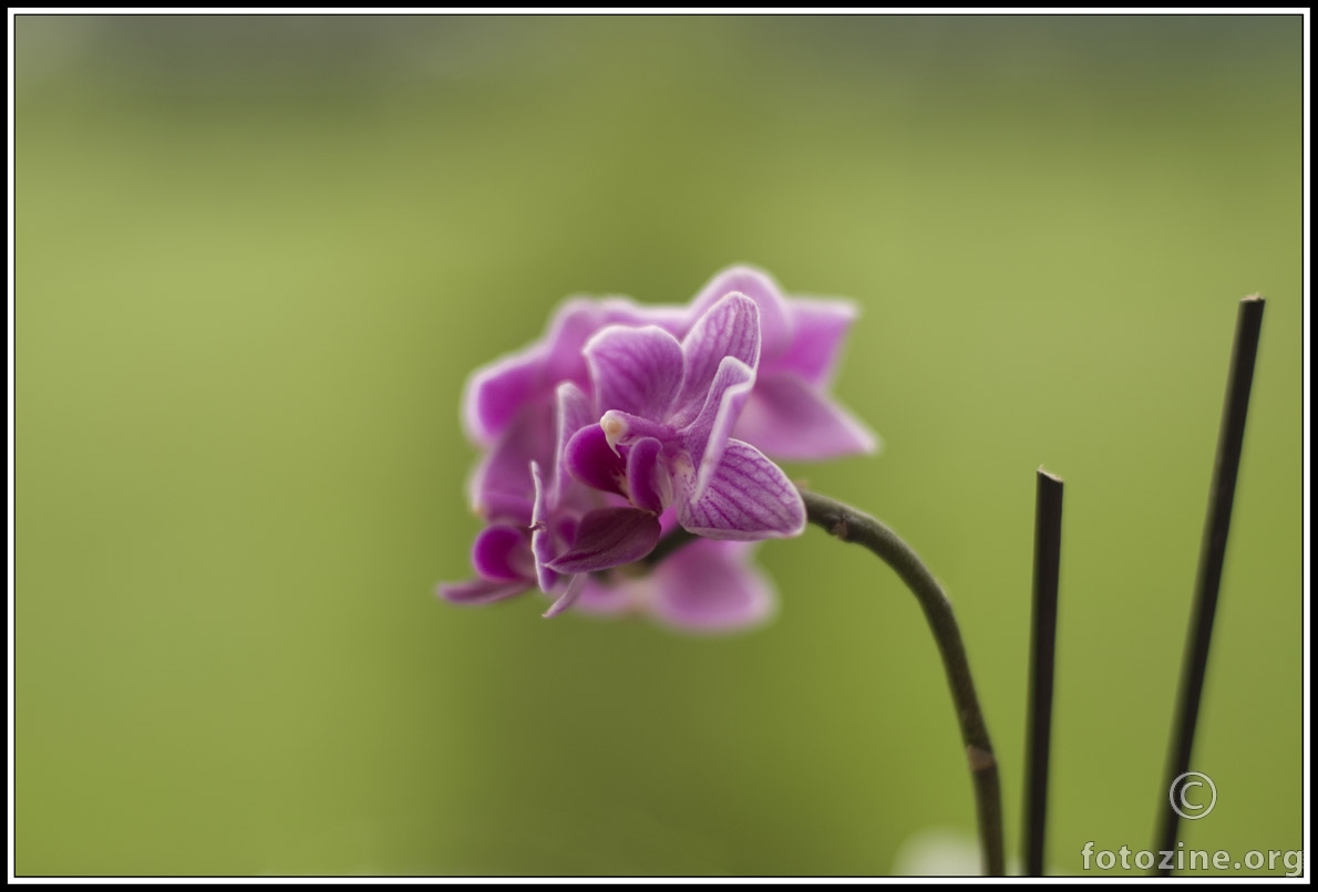 Orhideja "Calimero"