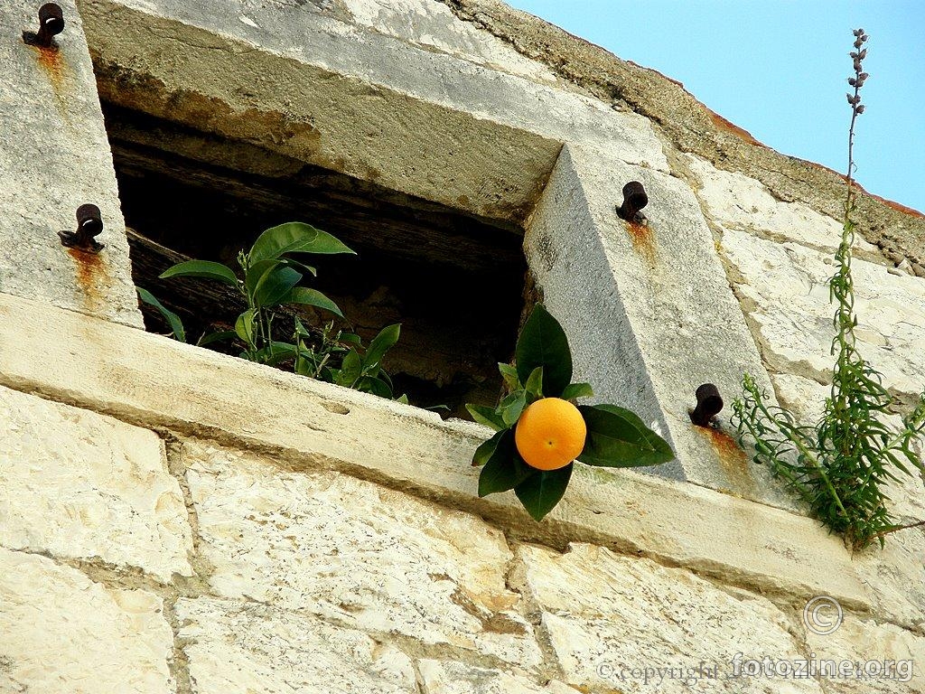 naranča na prozoru