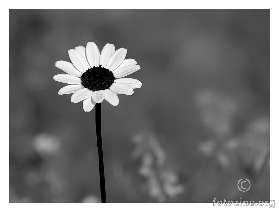 A Black Daisy for her