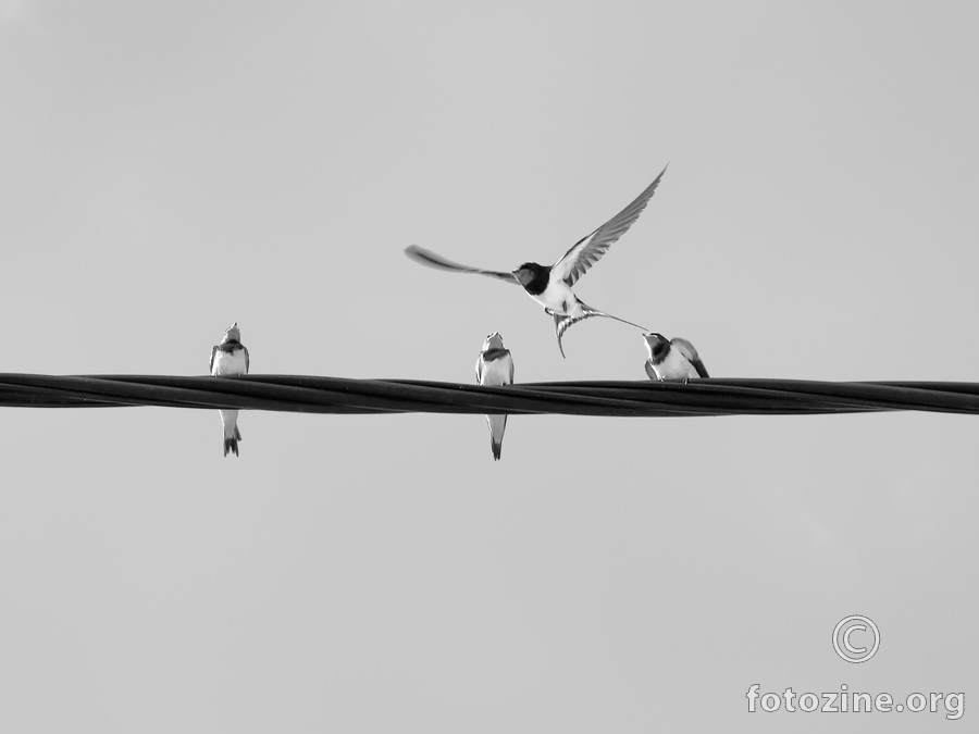 Birds on a wire