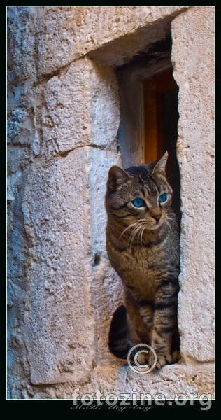 CAT in a Window 