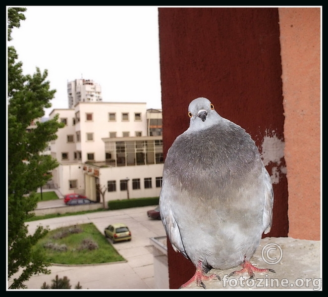 Curious Pigeon II