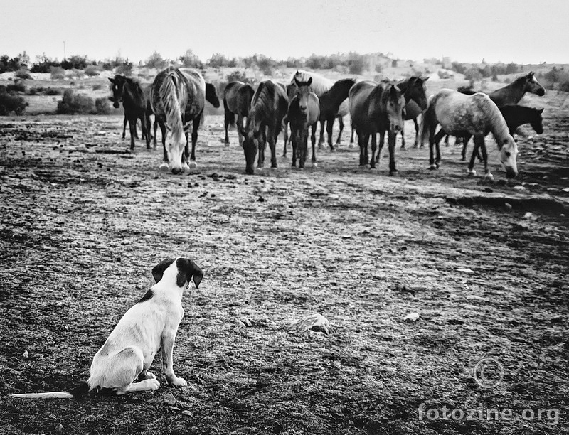 Doggy and Horses