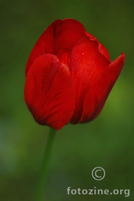 mokri tulipan