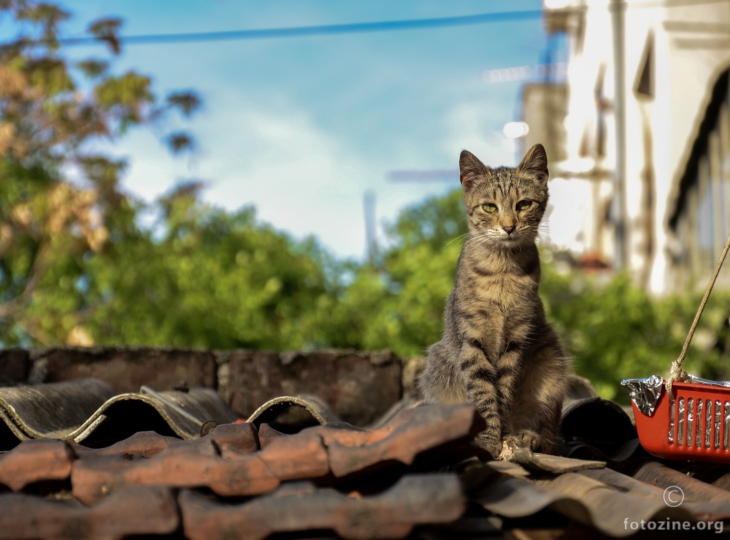mačak na vrućem limenom krovu :)