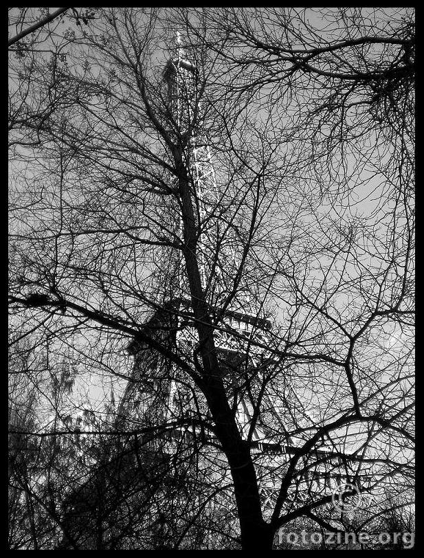 pariška stabla