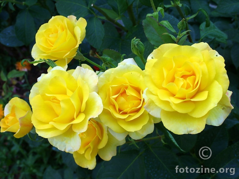 Žute ruže