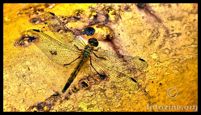 ...dragonfly