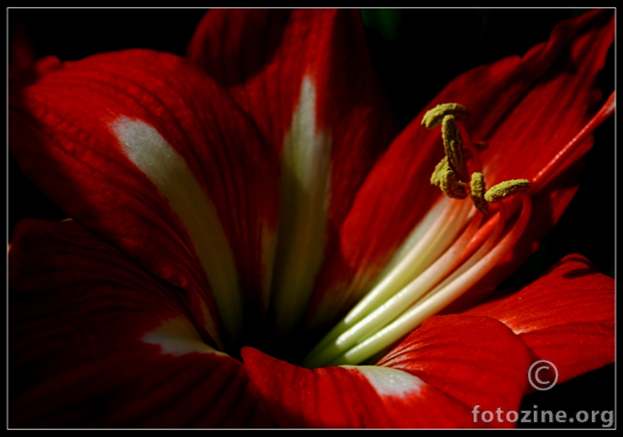 ...red flower in my garden...