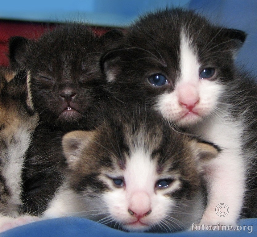 baby kitty cats 2