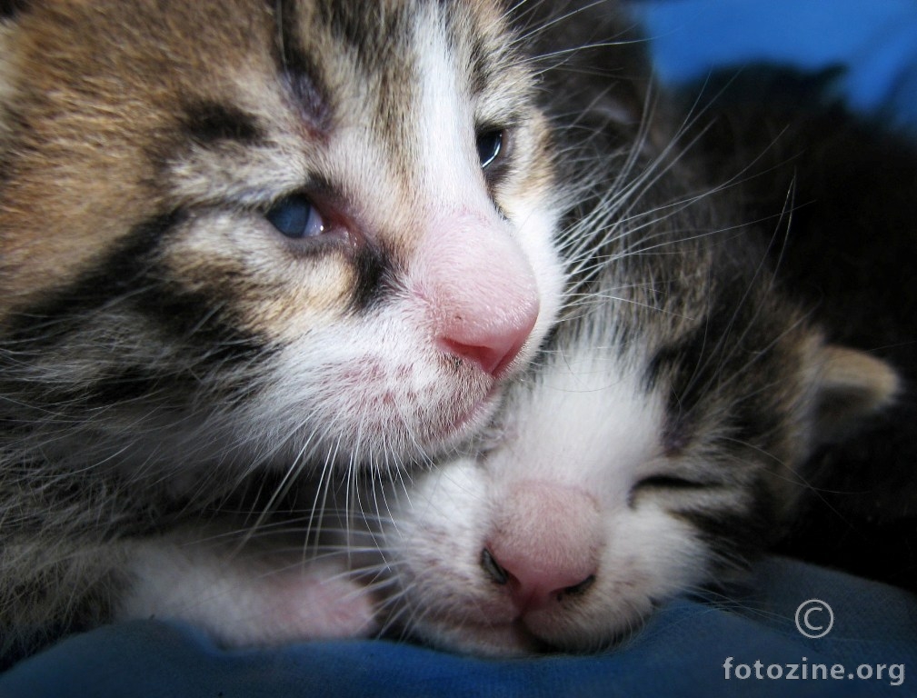 baby kitty cats