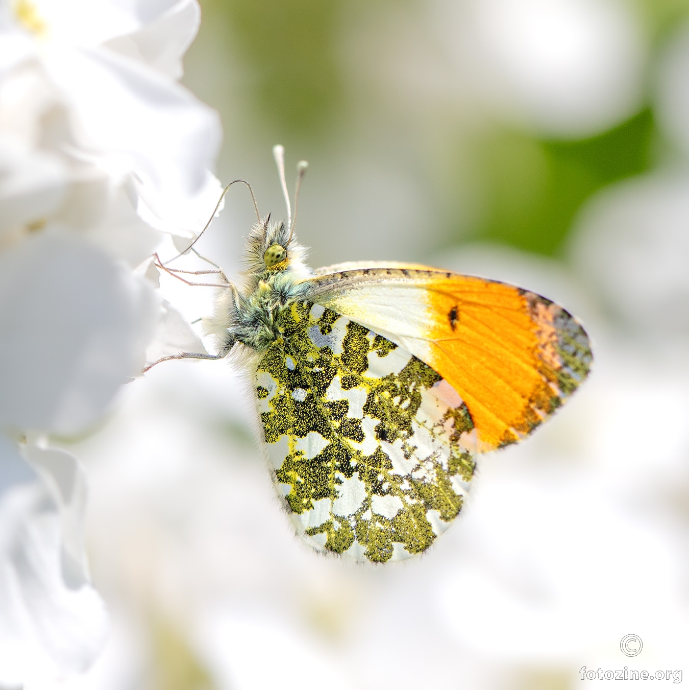 Zorica Anthocharis cardamines