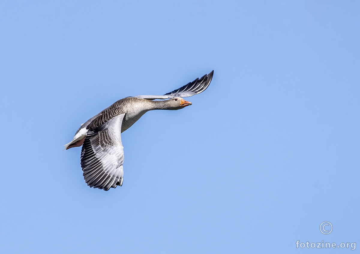 Graylag Goose (mislim da je, nisam ziher)
