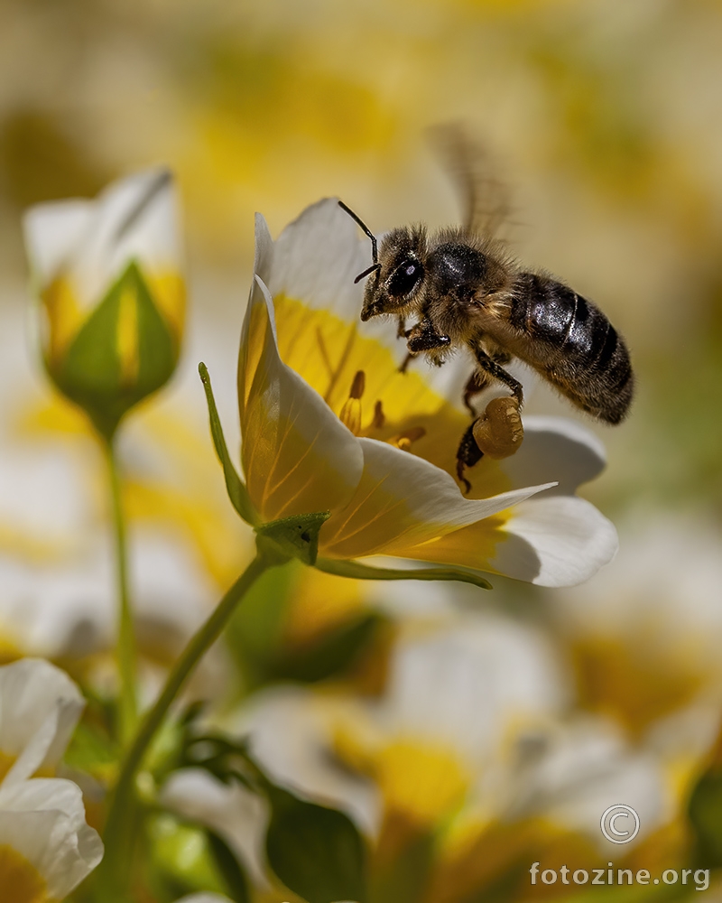 20 Svibanj Svjetski dan pčela 20 May - World Bee Day
