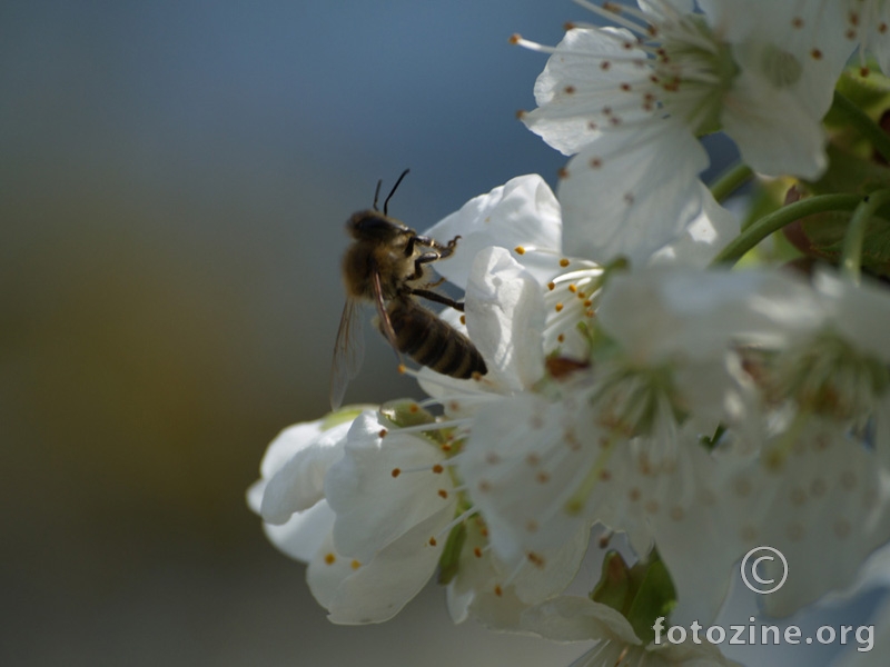 Pčela na trešnji