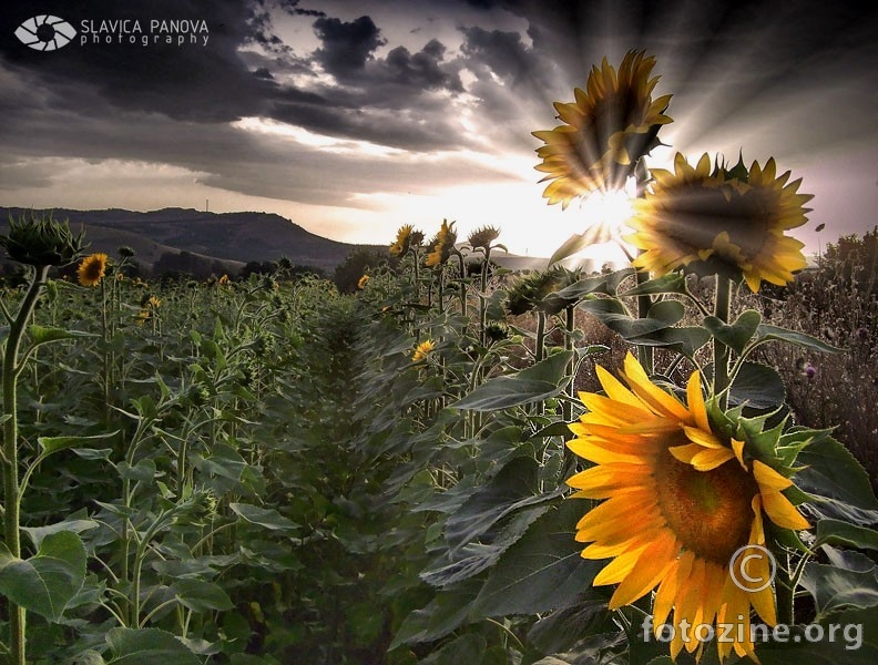 Sunflower's dream