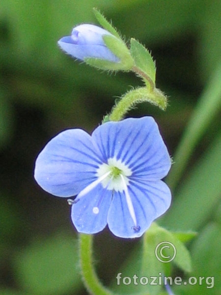 Plavi cvjetić