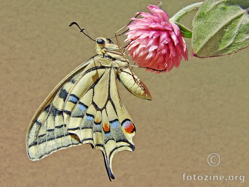 lastin rep (Papilio machaon)