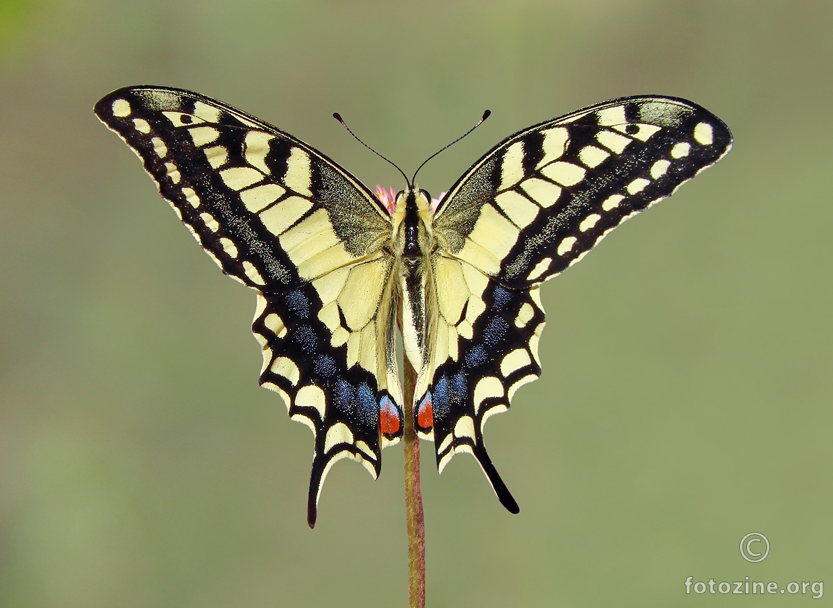 lastin rep 2 (Papilio machaon)