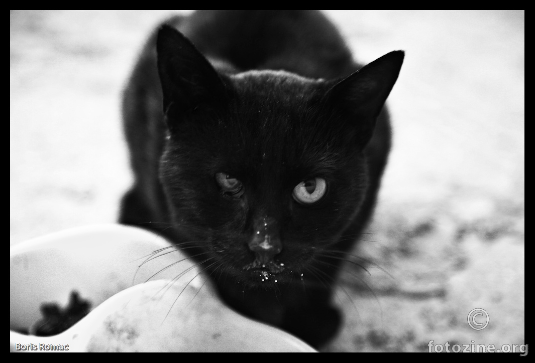 jednooki crni divlji mačor