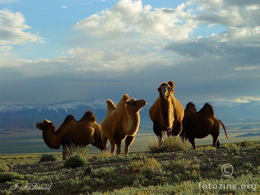 Mongolija - kamile