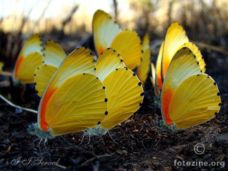 Tanzania - leptiri