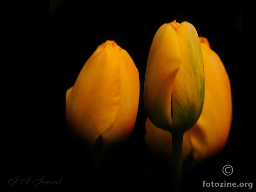 tulipani ... na crno