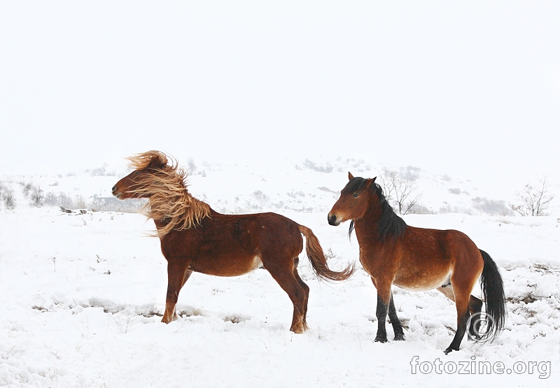 Divlji konji s Kruga-Livno