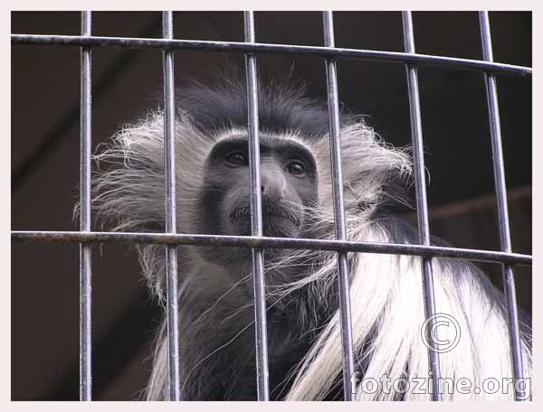sad monkey life