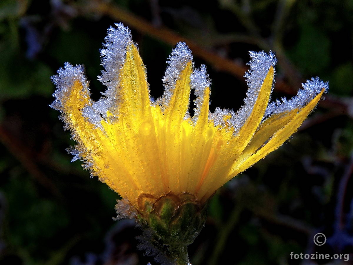 Ledeni cvijet
