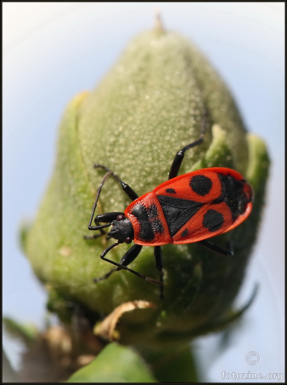 Pyrrhocoris apterus, European Firebug, Vatrena stjenica