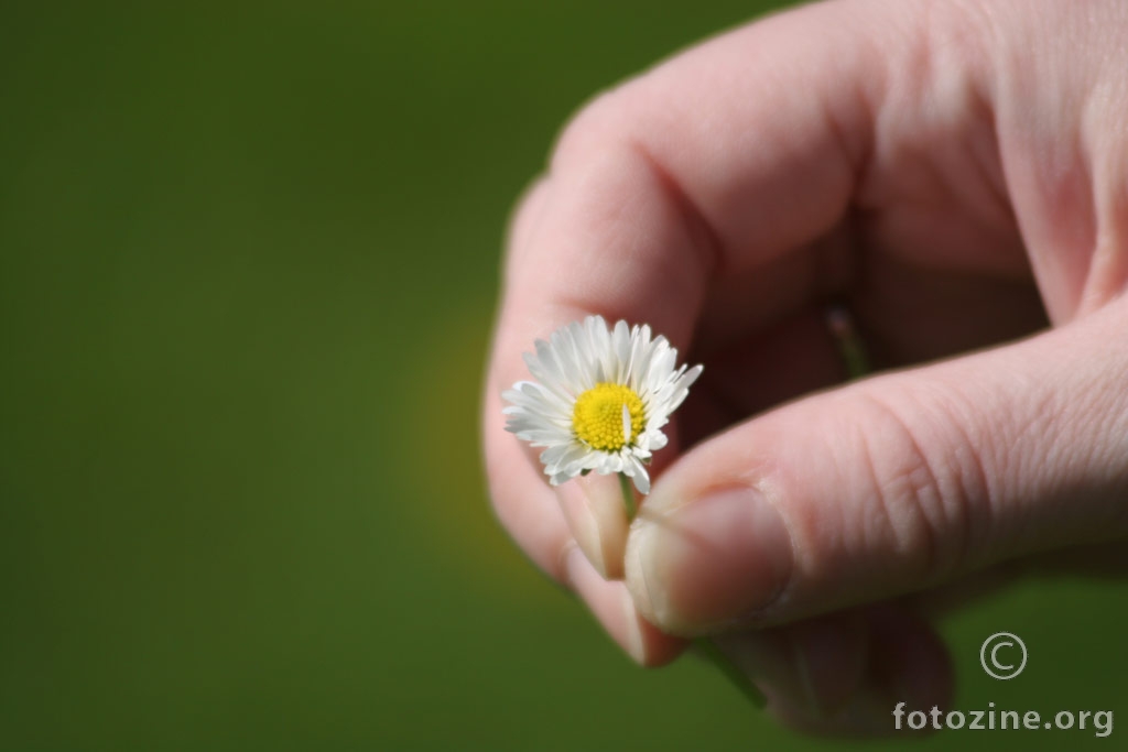 cvijetić u ruci